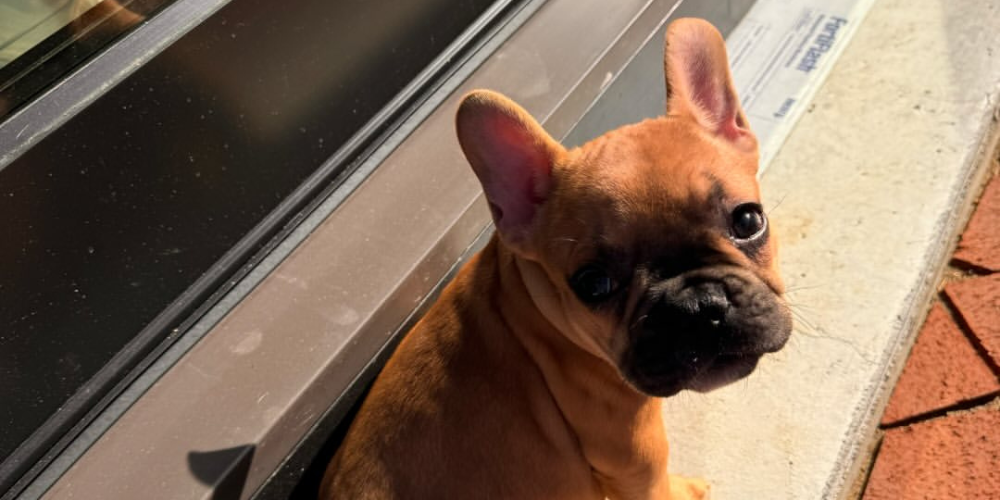 Watch This French Bulldog Attack Santa… in the Funniest Way Possible