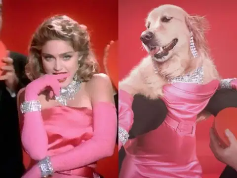 Paws Up: A Dog’s Tribute to Madonna’s Iconic Moments