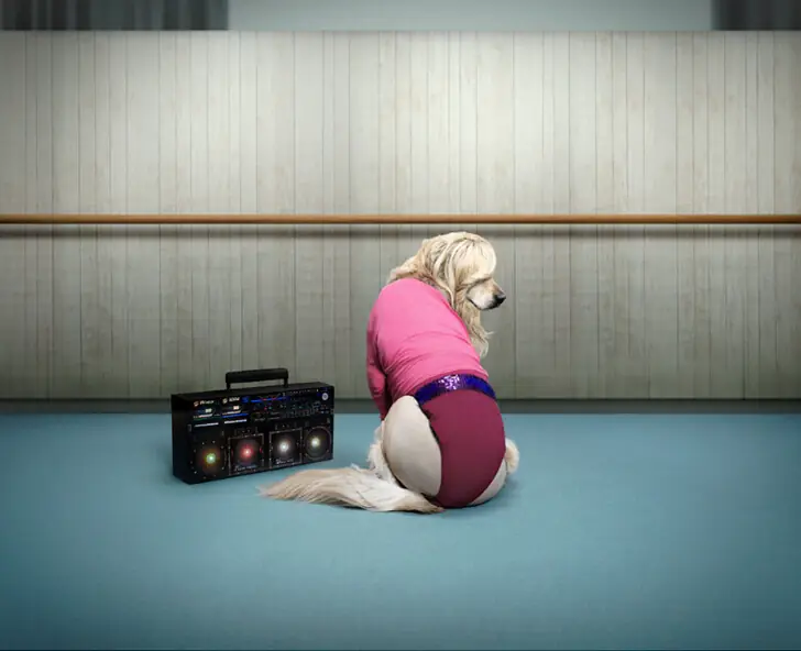 Confessions of a Dog Floor