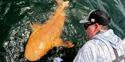 Rare Golden Shark Spotted Near Costa Rica’s Coast