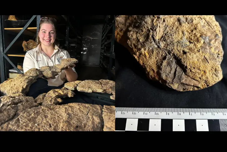 Scientist holding sauropod fossil with preserved stomach contents